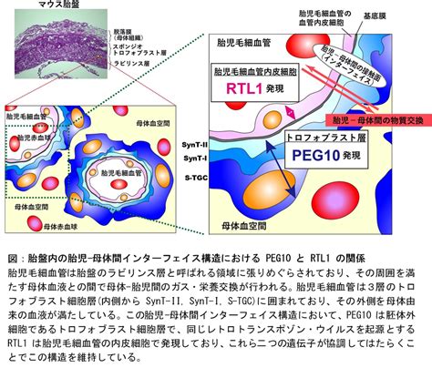 動物胎盤|哺乳類の胎盤形成にはウイルスが関与しており、その。